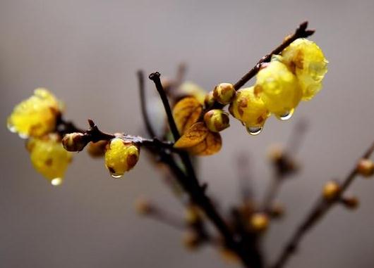 這5種樹木種植在別墅花園中別有一番風(fēng)雅！