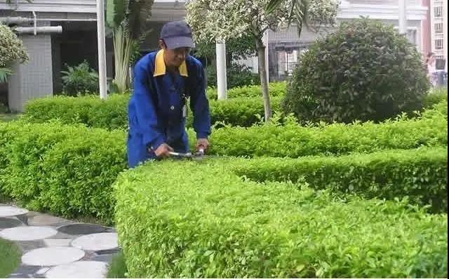 園林綠化工程施工常見(jiàn)誤區(qū)，您中招了嗎?