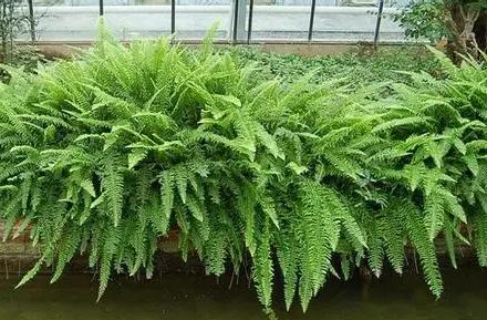 超可愛(ài)蕨類(lèi)植物有哪些，你知道怎么養(yǎng)嗎？ 湖北綠化公司教你一招