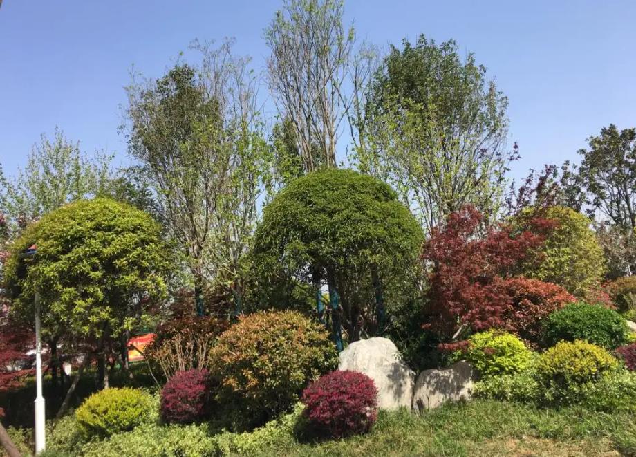 春季氣溫開始回升，襄陽園林綠化公司做好這些養(yǎng)護舉措，苗木來年存活好，長枝快