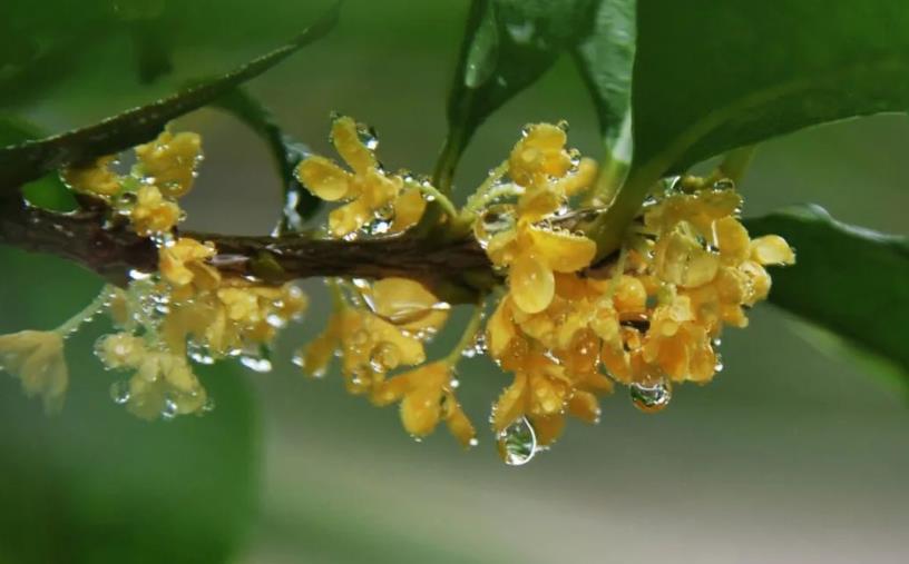 春季桂花移栽修剪有訣竅，襄陽園林綠化公司親傳經(jīng)驗，來年花多枝密長勢好
