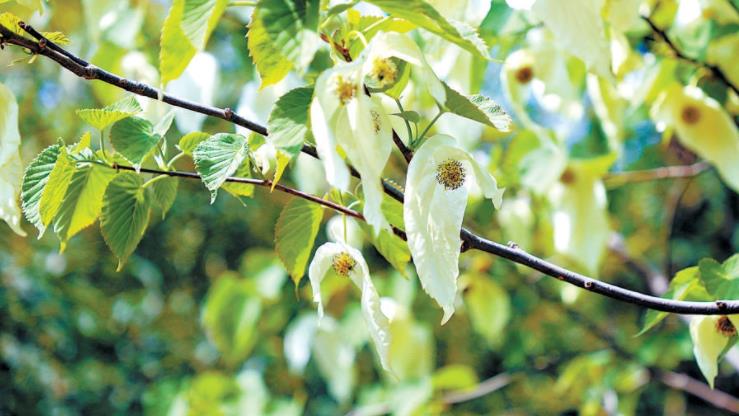 國(guó)家植物園“中國(guó)鴿子樹”飄逸綻放
