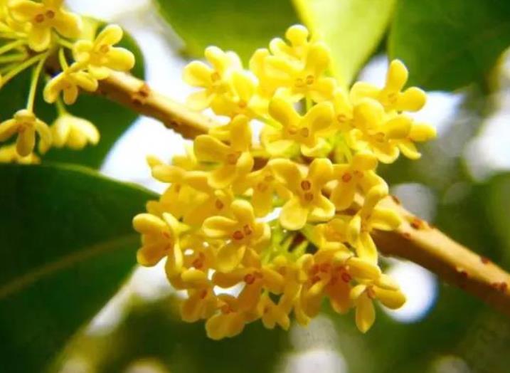 園林綠化zui愛的10種“花香之樹”！