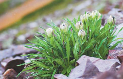 冰天雪地，為何也有植物開花？